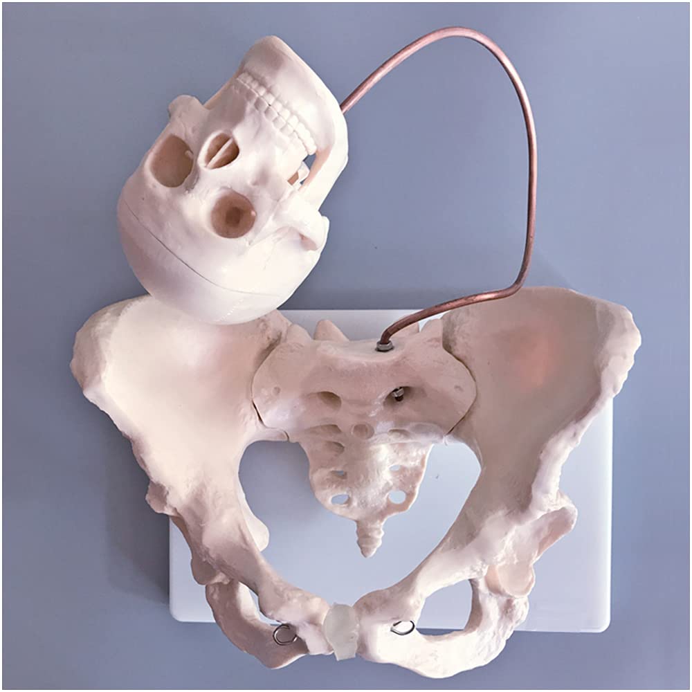 Sjdopulse Women's Pelvis Model - Educational Model Pelvis With Fetal Head Model - Medical Pregnant Model - Teaching Mold Of Pubis And Sacrum For Obstetrics And Gynecology