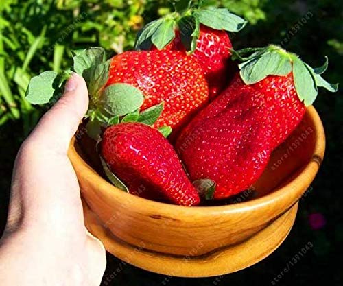 Germinazione dei Semi: 300 pc/Sacchetto Gaint Fragola Grandi Dolce Fragola Semi di Frutti di Bosco pentola p