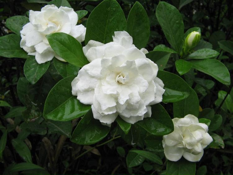 38灯 THE RICH BOTANICAL Cape Jasmine Amazon.com : Cape Jasmine 50