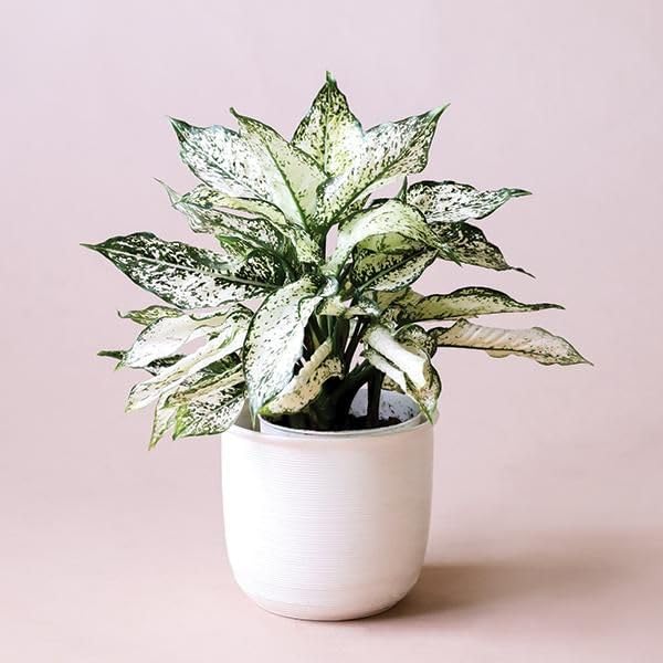 Aglaonema Snow White – Perfect Indoor Plant for Office Desk, Bedroom, Living Room indoor live plants-image-38