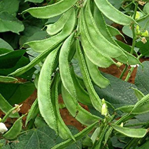 Flare Sem Fali (Lima Beans) Seeds – Pack of 30 | High Yield Hybrid Seeds for Gardening | Organic, Non-GMO, Fast Germination | Suitable for Pots, Terrace, Backyard & Farm Use-image-15
