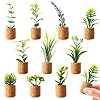 JUSTDOLIFE Plant Fridge Magnets Mini Succulent Magnets Artificial Plants Refrigerator Magnets Potted Succulent Plants Magnet Stickers Cute for Magnet Boards Fridge Home Office Decor