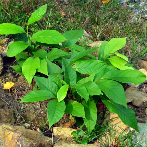 How long can bare rooted trees survive before planting