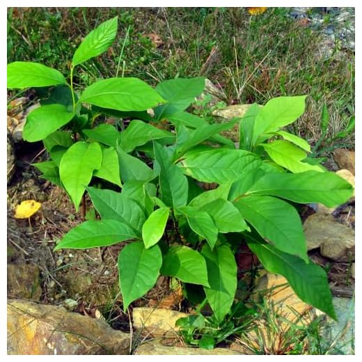 Live Paw Paw Trees for Gardeners