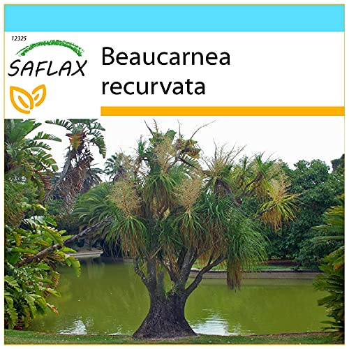 SAFLAX - Gift Set - Ponytail Palm - 10 Seeds - Beaucarnea recurvata