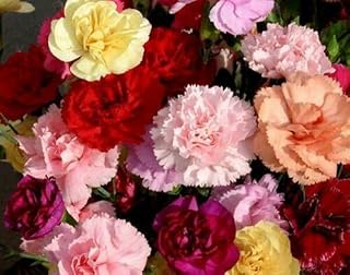 UK CELTD 100 pcs Flower Carnation Dianthus Caryophyllus Chabaud Mixed Seeds Double Blooms