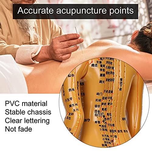 Human Body Acupuncture Model Meridians Acupuncture Model Copper Color Meridians Acupuncture Point Model for Acupuncturists, Massage Therapists(Female)
