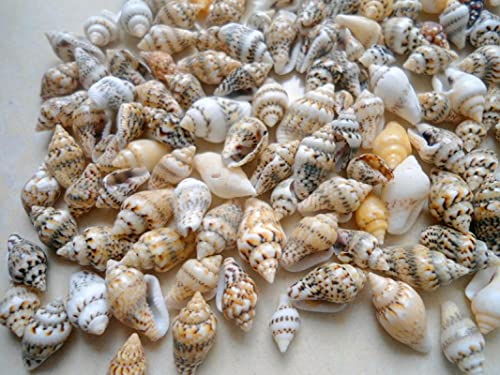 Petites conques naturelles vis de riz pour compositions décoratives haut de gamme - 2