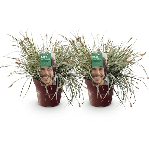 GreenboutiQ - Plante de terrasse - Hortensia - Hydrangea Magical Nobless - Blanc - 6-10 Fleurs - Pot 23cm Hauteur 55cm