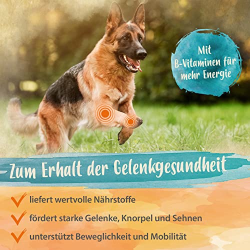 Ida Plus Gelenktabletten Plus - Gelenktabletten für Hunde - Mit Tierärzten entwickelt - Grünlippmuschel, MSM, Omega-3 & Teufelskralle unterstützen Hunde-Gelenke - Hohe Akzeptanz beim Hund - 120 Stück