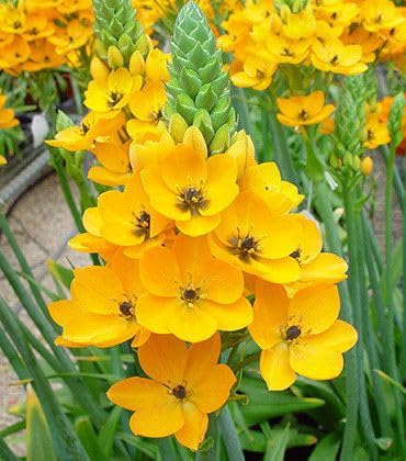 Radha Krishna Agriculture® Ornithogalum flower Bulbs/Chincherinchee imported flower Bulbs For Gardening multicolor Pack of 5 bulbs (Yellow) (B0D46S7L39) Amazon Price History, Amazon Price Tracker