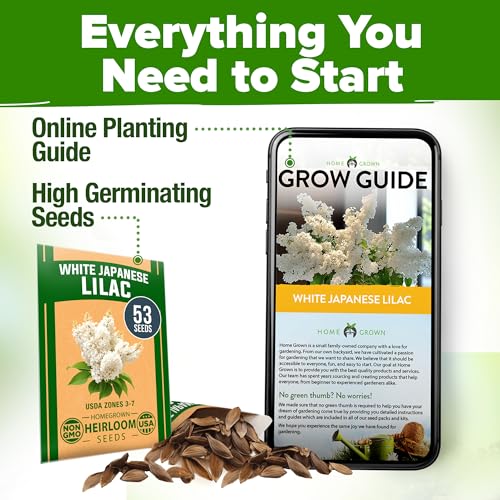 Image of HOME GROWN 53 White Lilac Flower Seeds Non-GMO, Heirloom Tree Seeds for Planting, Fragrant Flowering Tree Seeds for Landscaping, Pollinator Gardens, and Ornamental Borders (Syringa reticulata)