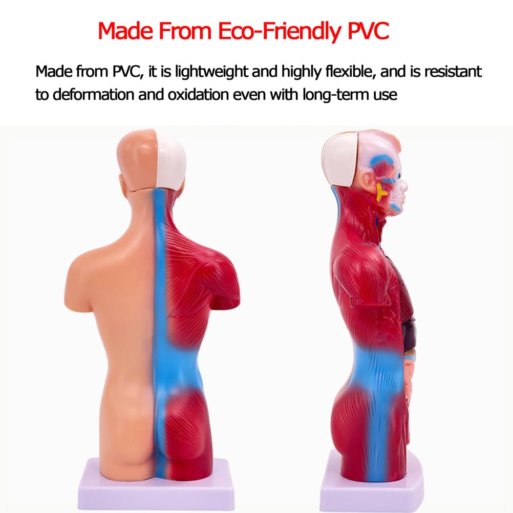 Modello di Torso Umano anatomico da 28 cm Modello di Corpo Umano Rimovibile 15 organi Staccabili
