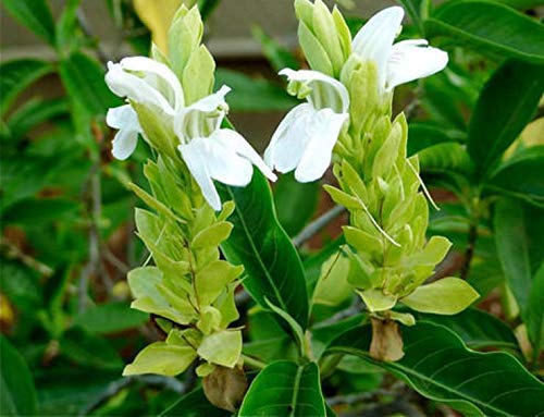 Kapebonavista® Arusa Sinh-parni Vasika Vasaka Pramadya Basango Vaji-danta Adhatoda Malabar Nut Adulsa Adhatoda Vasica Living Plant in Poly Bag