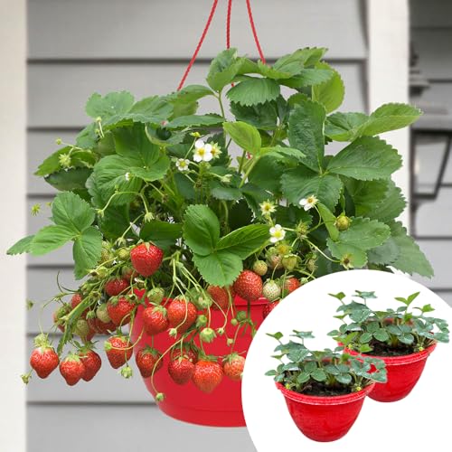 Image of YouGarden Pre-Planted Strawberry 'Sweet Summer' Hanging Baskets, 25cm Containers, Ready to Grow, Fruit Plants