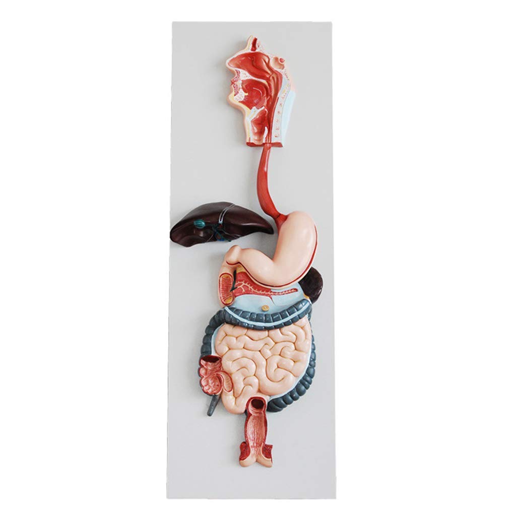 Human Digestive System Model - Anatomicalabdominal Model Digestive System Model Oral Cavity Esophagus Stomach Gut Hepatobiliary Sac Cecal Teaching Medicine Model