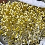 sprossen - gemüsesamen kräutergarten hochbeete für garten exotische...