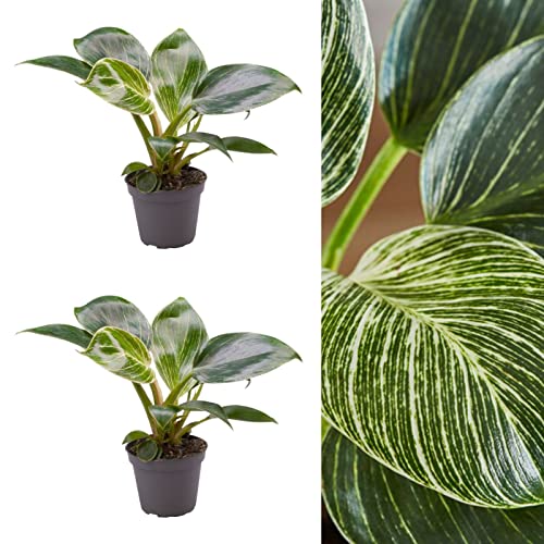2 x Philodendron White Measure Plants in 6cm Pots - Easy to Maintain Indoor Plants