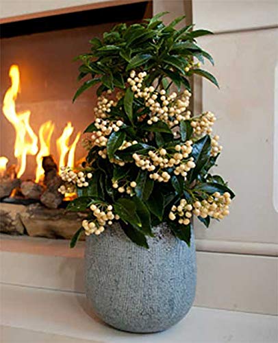 1 planta de Ardisia cénata blanca maceta 14 cm planta de aparato.