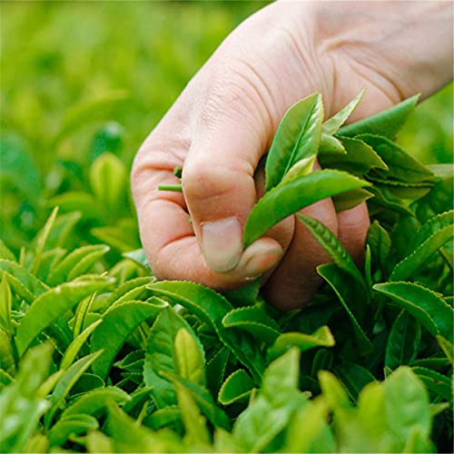通用 1 kg de té de Leche Oolong, Taiwán Alishan Mountain Jinxuan, té Frgrance, té Adelgazante - Imagen 8