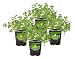 Bonnie Plants Flat Italian Parsley Live Herb Plants - 4 Pack, Biennial, Non-Gmo, Garnish, Seasoning, Salads, Palate Cleanser, 4-PACK