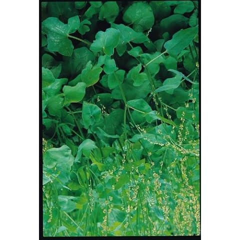 Just Seed Sorrel Large French Herb Seeds Cover