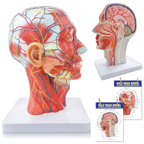 NEW HORIZON Life Size Anatomical Head Model Skull,Half Human Head