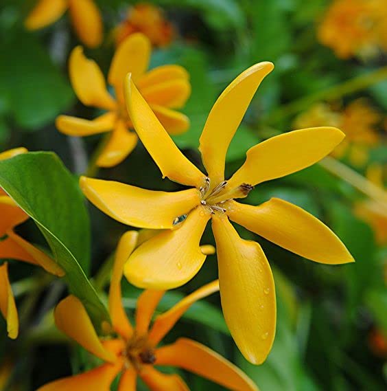 Golden Gardenia Flower Yellow Ghandaraj Flower Highly Fragrant Plant & Tree (B0C6GR5YPL) Amazon Price History, Amazon Price Tracker