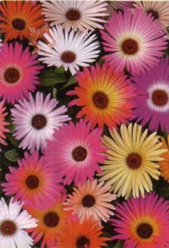 ICE PLANT LIVINGSTONE DAISY 200 SEEDS