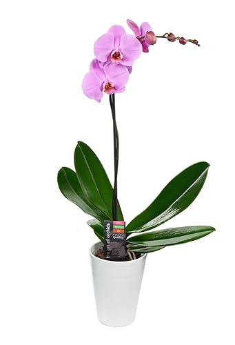 KaBloom Prime Next Day Delivery - Colección de plantas vivas planta de orquídea morada en maceta de cerámica de 5 pulgadas, regalo de un solo pico