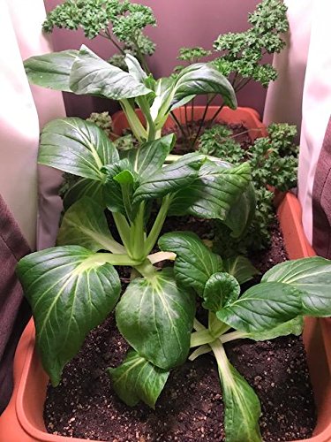 植物育成ライト 電照用LED蛍光灯 そだ照るLED蛍光灯 水耕栽培 楽天市場】葉物が簡単！ イチゴも育つ！ そだ照るLED蛍光灯