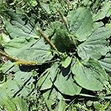 Spitzwegerich - wildkräuter steingartenpflanzen winterhart exotische geschenke für gärtner kräutersamen balkonpflanzen seltene kräutergarten geschenk alte sorten stauden 300Samen