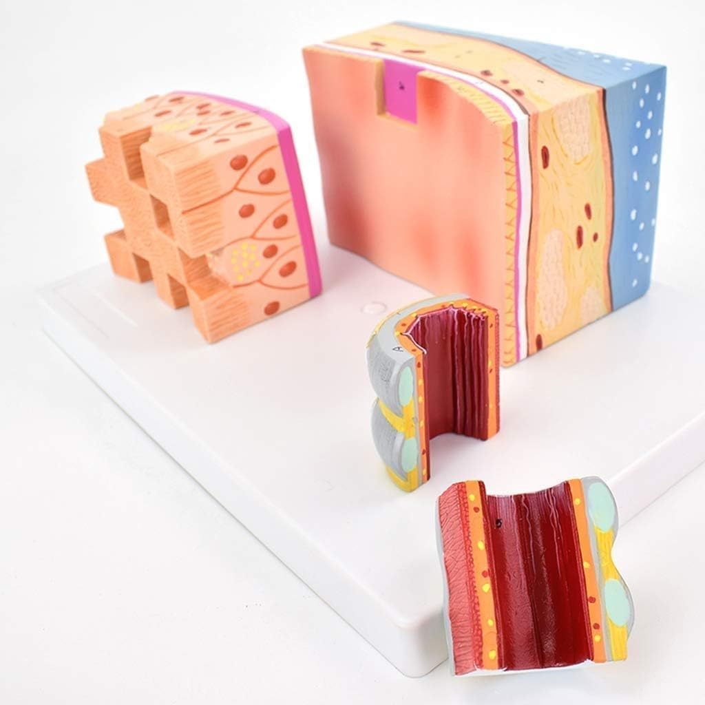 Human Trachea Anatomy Model, Tracheal Wall and Larynx Organ Model, 3X Magnification Trachea Structure Anatomical Model, for Medical Learning and Research.