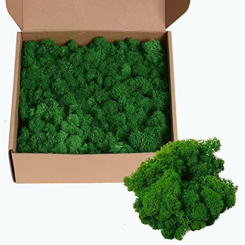 Image of Amoueterno Colored Reindeer Moss, 14OZ, Loose, 1.1 ft Coverage, Decorative Moss for Wall Art, Moss Crafts, Potted Plants, DIY Home Office Decoration