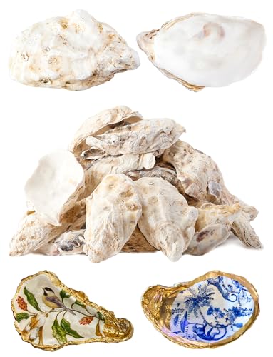 Letravagance 30Pcs Oyster Shells for Crafts? 4