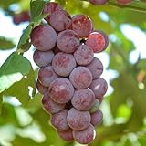 Catawba Red Grape, Potted seedless Grape Plant 1-2 Years Old