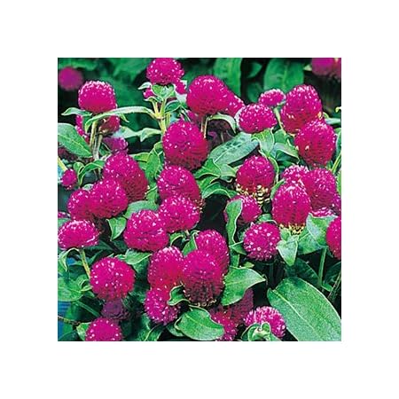 Amazon 千日紅 種 バディ ドワーフパープル 小袋 千日紅の種 花