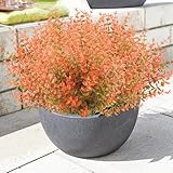 Dehoxara 6 Bundles Artificial Fall Flowers No Fade Faux Autumn Plants, Fake Indoor Outdoor Greenery Fall Decor for Home Thanksgiving Wedding Party Garden Fireplace Décor (Autumn)