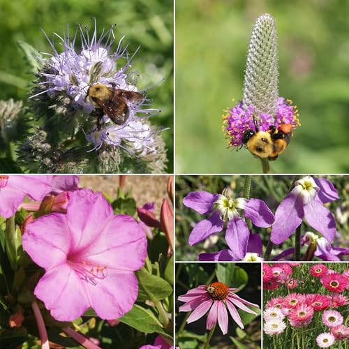 Image of Ferry-Morse Pink & Purple Bulk Wildflower Seeds, 310,000+, 1 lb
