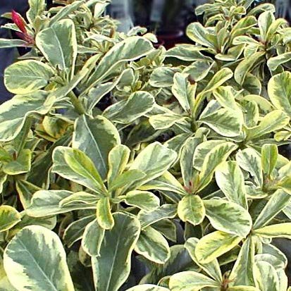 Amazon｜【種子】Adenium Obesum Super Yellow Leaf◇アデニウム
