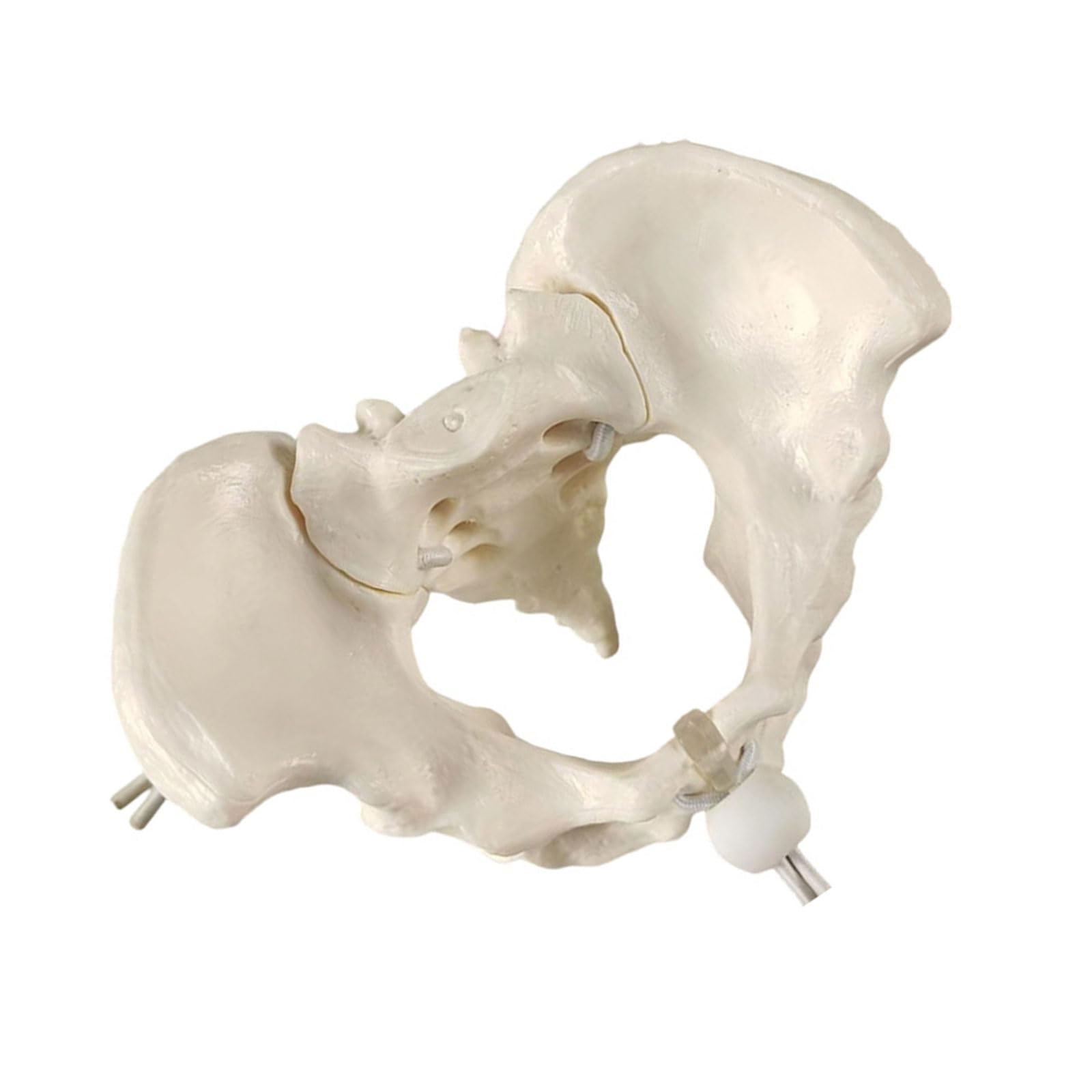 ZORESCOLEO Female Pelvis Skeleton Model Midwifery Teaching Model Women Movable Pelvis Anatomy Models for Medicals Students Study