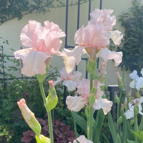 Bulbi di iris perenni resistenti - in vaso balcone tappezzante esterno 9pcs