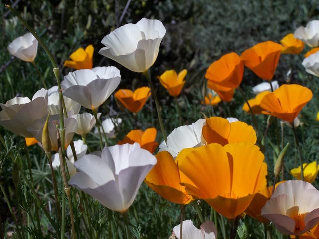 Premier Seeds DirectCalifornia Poppy - Single Mix Certified Organic- 1300 Flower Seeds