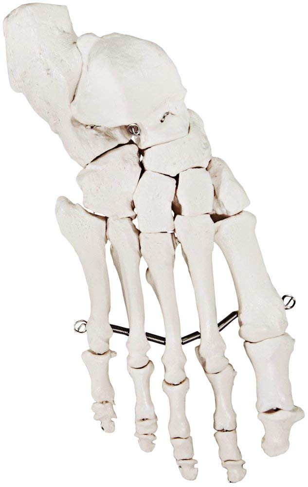 Axis Scientific Skeletal Foot | Right | Fully Articulated Flexible Foot Skeleton is Secured with Quality Wire to Demonstrate Movement | Includes Product Manual