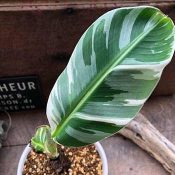 ムサ・アエアエ Musa AeAe 斑入りバナナ 子株つき① 51fAo4HRkLL