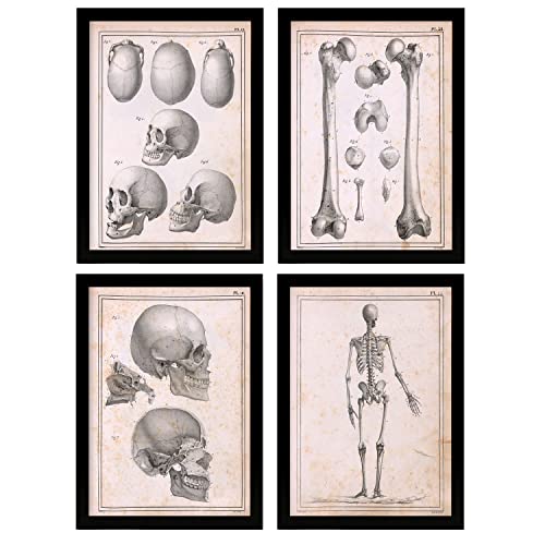 Nacnic Set de 4 Pósters de Anatomía Humana. Esqueleto y cráneo. Ilustraciones de Biología y Medicina en Estilo Vintage. Diseño y decoración de Interiores. A4 sin marco.