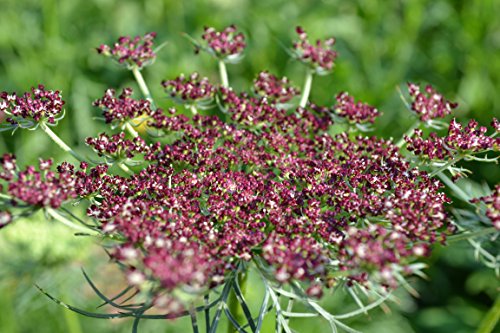 Pink and Burgundy Dara Ammi False Queen Anne's Lace Bishop's Weed Premium Seeds for Planting Packet Pink and Burgundy Dara Ammi False Queen Anne's Lace Bishop's Weed Premium Seeds for Planting Packet