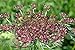 Pink and Burgundy Dara Ammi False Queen Anne's Lace Bishop's Weed Premium 100- Seed Packet