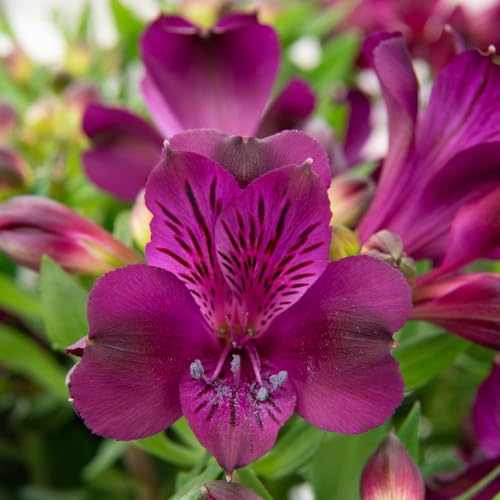 Image of Alstroemeria 'Inticancha Paraiso' - Hardy Perennial - Summer Deep Purple Flowers - Ideal for Patio Pots and Garden Borders - Easy to Grow - 3X Jumbo Plugs by Thompson and Morgan (3)
