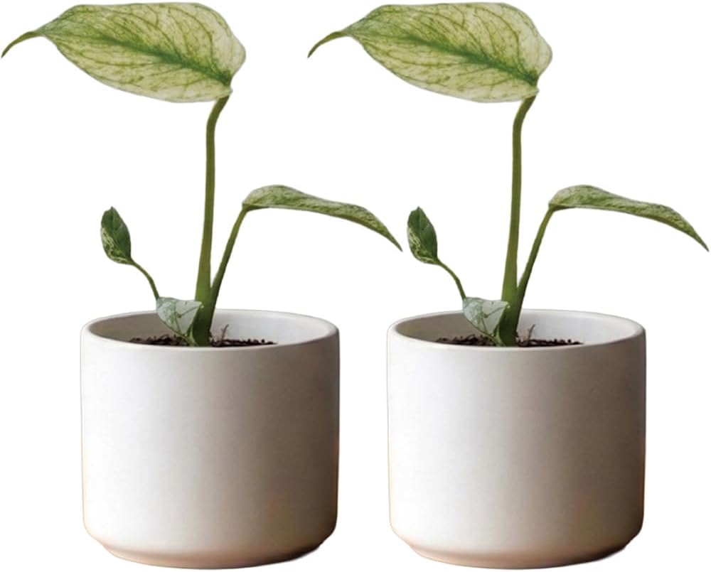[理想の生活館] モンステラ 観葉植物 本物/ホワイトモンスター スリット鉢 おしゃれ インテリア ギフト (Sサイズ 2個セット)